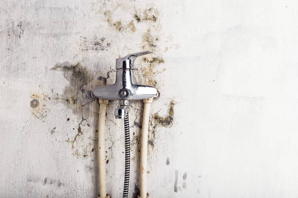Best Mold Inspection  in Trempealeau, WI