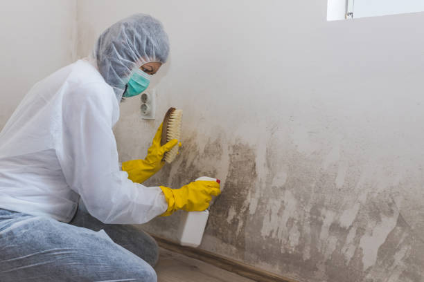 Mold Testing and Removal in Trempealeau, WI