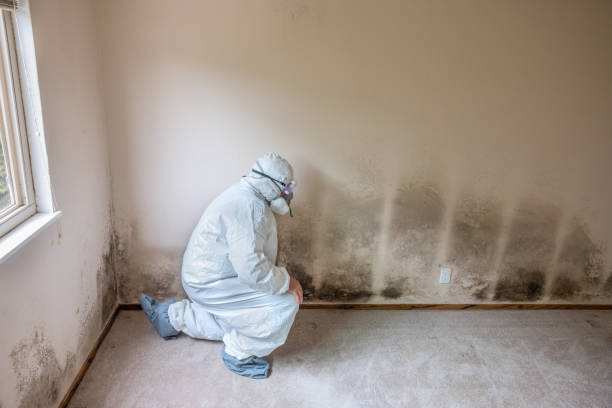 Best Crawl Space Mold Removal  in Trempealeau, WI